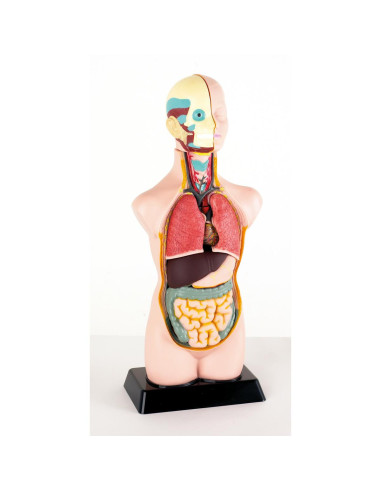 BUSTO ANATOMICO CM. 50X19X13